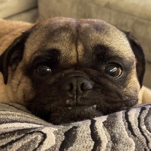 Meet your Posher, Alex - Picture 1 of 1